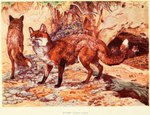 1903 20th_century ambiguous_gender ancient_art canid canine cave detailed_background digitigrade dipstick_tail english_text feral fox fur group harry_johnston mammal markings nude orange_body orange_fur public_domain quadruped red_fox standing tail tail_markings text traditional_media_(artwork) tree_root true_fox whiskers white_body white_fur