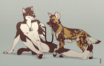 4_toes animal_genitalia anthro anthro_on_feral balls bestiality black_body black_fur brown_body brown_eyes brown_fur cheek_tuft chest_tuft claws detached_sheath digitigrade dipstick_tail dog_tags dominant dominant_male duo eye_contact facial_tuft feet feral finger_claws fur genitals gloves_(marking) half-erect halti hindpaw inner_ear_fluff interspecies jewelry knot knot_in_sheath leash leg_markings looking_at_another male male/male male_on_feral markings neck_tuft necklace nude pawpads paws penis penis_tip purple_eyes sheath simple_background sitting socks_(marking) soles submissive submissive_male tail tail_markings toe_claws toeless_(marking) toes tuft whisker_markings white_body white_fur kannos akua_(kintari) african_wild_dog canid canine canis mammal wolf source_request