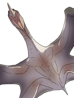 ambiguous_gender beak brown_body brown_feathers feathers feral front_view long_neck looking_at_viewer low-angle_view membrane_(anatomy) membranous_wings obliques open_beak open_mouth pecs short_tail simple_background solo spread_legs spread_wings spreading tail tapering_tongue thin_tongue tongue wings worm's-eye_view sinjins49691304 azhdarchid prehistoric_species pterosaur reptile scalie 2025 3:4 hi_res