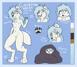 anthro bedding bite biting_lip black_nose blanket blue_border blue_hair border breasts color_swatch featureless_breasts female fur grin hair navel nude pawpads smile solo teeth white_body white_fur yellow_eyes terdburgler caroline_west canid canine canis mammal wolf model_sheet