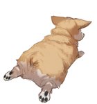 ambiguous_gender butt feral fur multicolored_body multicolored_fur pawpads paws simple_background solo sploot tan_body tan_fur white_background white_body white_fur bow_(artist) canid canine canis domestic_dog herding_dog mammal pastoral_dog welsh_corgi 2020