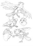 after_transformation avian_feet beak biped disembodied_hand feathered_wings feathers female feral flying head_feathers legband petting simple_background solo white_background wings tashcrow dr._franklins_island accipitrid accipitriform avian bird eagle harpy_eagle hi_res watermark