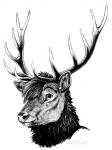 2015 3:4 antlers black_and_white blackteagan cervine deer detailed detailed_fur elk eyebrows feral fur head_tuft headshot_portrait horn inner_ear_fluff looking_at_viewer male mammal monochrome portrait simple_background sketch smile snout solo tuft white_background