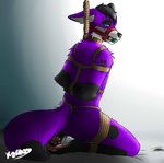 anthro arms_tied ball_gag black_hair black_nose blue_eyes bound collar footprint fur gag gagged hair kareos male markings muzzle_(object) muzzled pawprint pawprint_(marking) purple_body purple_fur rear_view rope solo submissive submissive_male pawalo canid canine canis domestic_dog elkhound mammal spitz hi_res