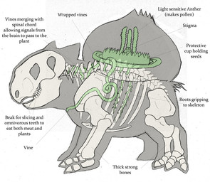 ambiguous_gender anatomy bone feral internal pelvis plant quadruped rib_cage science skeleton solo species_sheet spine text joshd1000 nintendo pokemon bulbasaur elemental_creature flora_fauna generation_1_pokemon pokemon_(species) scalie alternate_version_at_source biological_illustration english_text model_sheet technical_illustration zoological_illustration