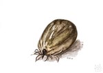 ambiguous_gender feral logo shadow simple_background solo tan_body white_background kola_(artist) acarine arachnid arthropod parasitiform tick_(arachnid) 2016 artist_logo dated signature