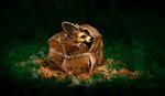 ambiguous_gender black_nose brown_body brown_fur feral fur grass plant solo elkir canid canine fennec_fox fox mammal true_fox 2022 digital_media_(artwork) tagme