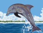 ambiguous_gender beach cloud feral plant sea sky solo splash tail tree water lunarpanda8686 nintendo cetacean dolphin mammal marine oceanic_dolphin toothed_whale art_academy_(artwork) digital_media_(artwork)