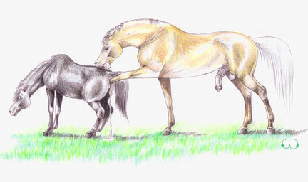animal_genitalia animal_penis balls bodily_fluids cum dripping duo equine_genitalia equine_penis excessive_genital_fluids excessive_vaginal_fluids female feral feral_on_feral fisting flaccid genital_fluids genitals grass hooves male male/female penetration penis plant quadruped sex simple_background tail vaginal_fluid_drip vaginal_fluids vaginal_fluids_on_ground vaginal_fluids_puddle vulva white_background boobcat equid equine horse mammal 2012