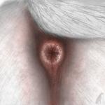 ambiguous_gender anal anatomically_correct anatomically_correct_anus anus anus_only butt butt_shot close-up equine_anus faceless_character feral fur orifice puffy_anus realistic_feral solo white_body white_fur darkmare equid equine horse mammal 1:1 2018