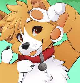 4_fingers anthro black_claws black_nose blep brown_eyes claws collar collar_only collar_tag fingers fur hair inner_ear_fluff looking_at_viewer male multicolored_body multicolored_fur nude orange_body orange_fur pawpads red_collar short_hair simple_background smile snout solo text text_on_collar_tag tongue tongue_out tuft two_tone_body two_tone_fur white_body white_fur feve canid canine canis domestic_dog herding_dog mammal pastoral_dog welsh_corgi english_text hi_res