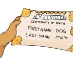 anthro birth_certificate canid canine canis cherrikissu domestic_dog english_text female low_res mabel_(cherrikissu) mammal mature_female simple_background solo text white_background