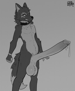 anthro balls big_balls big_penis bodily_fluids collar erection genital_fluids genitals huge_balls huge_penis humanoid_genitalia humanoid_penis hyper hyper_genitalia hyper_penis leaking_precum looking_at_viewer male penis precum solo omalakai malakai_(malakai) canid canine canis mammal wolf hi_res