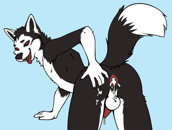 anthro anus balls bent_over black_body black_fur bodily_fluids breath butt claws cum cum_from_penis cum_in_ass cum_inside finger_claws fur genital_fluids genitals hand_on_butt leaking_anus leaking_cum looking_back male multicolored_body multicolored_fur nude panting penis presenting presenting_anus red_eyes simple_background slim_male smile solo tail tongue tongue_out white_body white_fur youtuber luxing23 zaidra canid canine canis domestic_dog husky mammal nordic_sled_dog spitz digital_media_(artwork) hi_res