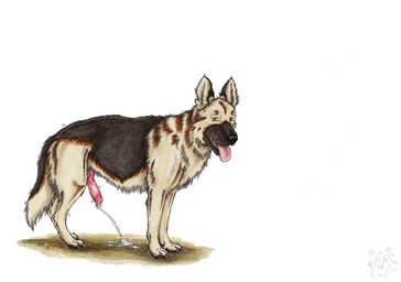 animal_genitalia animal_penis bodily_fluids canine_genitalia canine_penis cum cum_string cumshot ejaculation erection feral fur genital_fluids genitals hands-free knot looking_at_viewer male multicolored_body multicolored_fur orgasm penis simple_background solo tongue tongue_out two_tone_body two_tone_fur white_background kola_(artist) canid canine canis domestic_dog german_shepherd herding_dog mammal pastoral_dog 2019 signature traditional_media_(artwork)