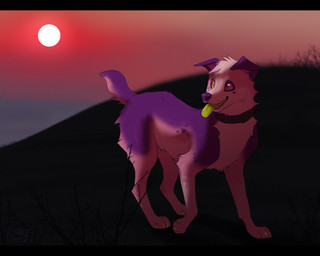 black_bars collar detailed_background digitigrade female feral heterochromia open_mouth orange_eyes purple_eyes quadruped smile solo sun sunset tail tongue tongue_out iexploded australian_shepherd canid canine canis domestic_dog herding_dog mammal pastoral_dog sheepdog 2012 letterbox