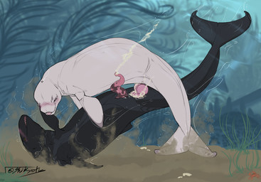 anal anal_orgasm anal_penetration animal_genitalia animal_penis black_body blowhole blush bodily_fluids cetacean_genitalia cetacean_penis cum cum_in_ass cum_inside cum_while_penetrated duo ejaculation erection feral feral_on_feral feral_penetrated feral_penetrating feral_penetrating_feral fin flippers genital_fluids genital_slit genitals hands-free knot male male/male male_feral male_penetrated male_penetrating male_penetrating_male orgasm penetration penile penile_penetration penis penis_in_ass pink_knot pink_penis sex tail tail_fin tapering_penis tongue tongue_out underwater underwater_sex water white_body shikyotis aquatic beluga cetacean dolphin false_killer_whale mammal monodontid toothed_whale absurd_res hi_res