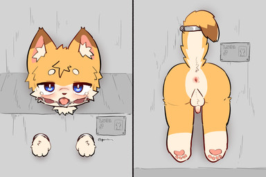anthro anus balls blue_eyes bodily_fluids bound butt concrete_wall cum_dumpster ears_up fluffy foreskin gag genitals glory_wall hands_tied looking_at_viewer male name_tag nude open_mouth paws penis ring_gag shota solo tail tail_tied tears text through_wall tongue wall_(structure) young young_anthro young_male purrkors canid canine mammal 3:2 artist_name english_text hi_res multiple_scenes