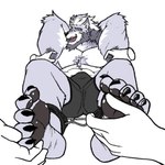 5_toes anthro arms_above_head barefoot bdsm black_pawpads bodily_fluids bondage bottomwear bound bulge clothing cuff_(restraint) feet foot_fetish foot_focus fur grey_body grey_fur hair humanoid_feet invisible_hands laugh leather leather_cuffs lying male muscular muscular_male on_back pants_only pawpads plantigrade restrained restraints simple_background soles solo submissive submissive_male tears tickle_torture tickling tickling_armpits tickling_feet toes white_background white_hair canid canine canis mammal wolf