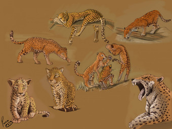 ambiguous_feral ambiguous_gender drinking eyes_closed facial_spots feral front_view fur group looking_at_viewer open_mouth orange_body orange_fur playful playing rock side_view solo spotted_back spotted_face spotted_legs tan_body tan_fur three-quarter_view trio whiskers yawn yellow_body yellow_eyes yellow_fur young young_feral pandapaco felid jaguar mammal pantherine sketch_page