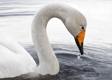 beak black_beak feathers feral long_neck orange_beak partially_submerged photorealism realistic realistic_feral solo white_body white_feathers renum63 anatid anseriform anserine avian bird swan whooper_swan 2013