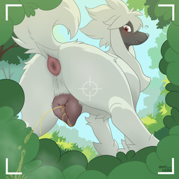 animal_genitalia animal_vulva anus blush bodily_fluids canine_genitalia canine_vulva female female_feral feral fur genital_fluids genitals hair looking_at_viewer open_mouth peeing solo urine vulva watersports white_body whyvern nintendo pokemon canid canine furfrou generation_6_pokemon mammal natural_furfrou pokemon_(species) 1:1 absurd_res hi_res