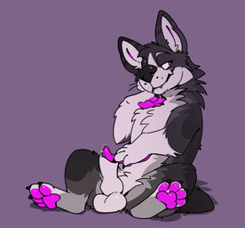 animal_genitalia animal_penis balls bodily_fluids canine_genitalia canine_penis feral genital_fluids genitals knot knotted_penis male male/male pawpads paws penis precum presenting sheath sitting solo mintyderg pyre_corgi canid canine canis domestic_dog herding_dog mammal pastoral_dog welsh_corgi absurd_res hi_res