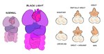 animal_genitalia balls disembodied_penis genitals gore heart_(organ) lung male organs penis sheath text vein conditional_dnp labbit_(artist) labbit english_text