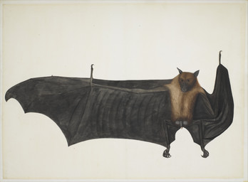 5_toes balls biped bipedal_feral brown_body brown_fur claws detailed_fur feet feral finger_claws front_view fur genitals male male_feral membrane_(anatomy) membranous_wings outstretched_arm penis realistic realistic_feral simple_background solo toe_claws toes wings unknown_artist public_domain bat flying_fox indian_flying_fox mammal megabat 18th_century absurd_res ancient_art biological_illustration detailed gouache_(artwork) graphite_(artwork) hi_res painting_(artwork) technical_illustration traditional_media_(artwork) traditional_painting_(artwork) zoological_illustration