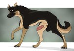 anatomically_correct anatomically_correct_genitalia anatomically_correct_penis animal_genitalia animal_penis balls black_body black_fur black_hair black_nose brown_body brown_fur canine_genitalia canine_penis ear_piercing ear_ring erection feral fur genitals hair knot knot_in_sheath knotted_penis lipsticking male penis piercing quadruped ring_piercing sheath solo standing tail yellow_eyes conditional_dnp psy101 canid canine canis domestic_dog german_shepherd herding_dog mammal pastoral_dog hi_res