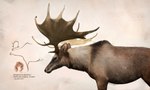 antlers cave_painting feral fur horn male photorealism quadruped realistic realistic_feral scientific_name solo text julio_lacerda cervine deer irish_elk mammal megaloceros prehistoric_species artist_name hi_res