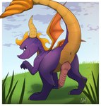 anus feral genitals knot knotted_penis looking_at_viewer looking_back male penis purple_body purple_eyes raised_tail ridged_penis solo tail tail_anus tailbutt thick_tail wings codyf0xx activision mythology spyro_reignited_trilogy spyro_the_dragon spyro dragon mythological_creature mythological_scalie scalie hi_res