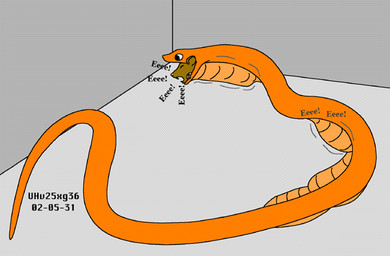 almost_fully_inside basement brown_body brown_fur corner dialogue duo eee feet_first feral forced fur larger_pred male male/male muffled multiple_prey nude_pred onomatopoeia open_mouth oral_vore orange_body orange_scales scales size_difference sound_effects squeaking teeth text unwilling_prey vore willing_pred urbanhermit mammal mouse murid murine reptile rodent scalie snake 2002 colored dated