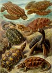 ambiguous_gender claws feral group open_mouth quadruped shell tail ernst_haeckel public_domain galápagos_tortoise leatherback_sea_turtle reptile scalie sea_turtle snapping_turtle tortoise turtle absurd_res ancient_art biological_illustration hi_res technical_illustration traditional_media_(artwork) zoological_illustration