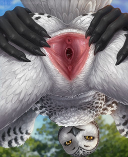 animal_genitalia anthro beak black_sclera blue_sky blurred_background cloaca day feathered_wings feathers female female_anthro gaping gaping_cloaca genitals looking_at_viewer looking_through looking_through_legs looking_through_legs_at_viewer mouth_closed nude presenting presenting_cloaca sky slim_anthro slim_female solo spread_cloaca spreading white_body white_feathers white_wings wings yellow_eyes himeragoldtail avian bird owl hi_res