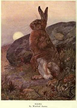 ambiguous_gender belly brown_body brown_fur feral fur long_ears outside plant quadruped rock side_view sitting sky solo sun text whiskers white_belly winifred_austen public_domain hare lagomorph leporid mammal 1909 20th_century absurd_res ancient_art artist_name english_text full-length_portrait hi_res portrait signature traditional_media_(artwork)