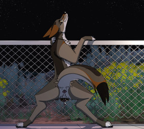 anatomically_correct anatomically_correct_genitalia anatomically_correct_vulva animal_genitalia animal_vulva anus bedroom_eyes belly black_claws bodily_fluids butt canine_genitalia canine_vulva claws detailed_background dripping dripping_vulva female female_feral fence feral fluids_on_ground fluttering fur genital_fluids genitals hip_sway jewelry leaning_on_object lick_lips looking_at_viewer looking_back looking_back_at_viewer narrowed_eyes necklace night orange_body orange_ears orange_eyes orange_fur outside presenting presenting_anus presenting_hindquarters presenting_vulva raised_tail rear_view seductive sidewalk smile solo tail tan_body tan_fur teasing teasing_viewer tongue tongue_out vaginal_fluid_drip vaginal_fluids vulva white_belly white_body white_fur odeun_(artist) canid canine canis coyote mammal 2d_animation animated animated_webp frame_by_frame