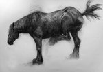 ambiguous_gender black_body feral simple_background solo white_background geordie_millar equid equine horse mammal charcoal_(artwork) formal_art monochrome traditional_media_(artwork)