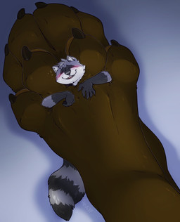 4_toes ambiguous_anthro ambiguous_gender anthro anthro_on_anthro barefoot between_toes blue_background blush brown_body claws dominant duo extreme_size_difference eyes_closed faceless_anthro faceless_character feet foot_fetish foot_focus fur gloves_(marking) grey_body grey_fur happy hindpaw larger_anthro larger_dom lying male male/ambiguous male_anthro markings micro micro_anthro micro_male on_back paws ring_(marking) ringed_tail simple_background size_difference smaller_anthro smaller_male stepped_on striped_markings striped_tail stripes tail tail_markings toe_claws toes rooc mammal procyonid raccoon 2017 hi_res