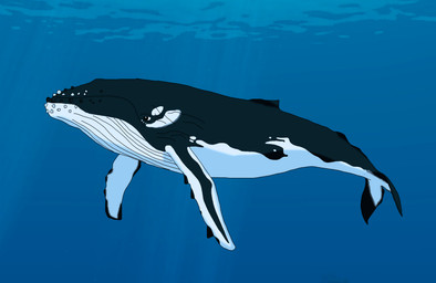 black_body black_eyes black_tail blue_background feral fin gillinus_(caribbean_odessey) male realistic_feral simple_background solo tail underwater water white_body white_fin white_tail thekoopalingranger aquatic baleen_whale cetacean humpback_whale mammal whale 2025 absurd_res hi_res