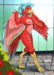 2022 after_transformation anthro avian beak bird blue_hair breasts digital_media_(artwork) feathered_wings feathers feet female hair halcy0n hi_res nipples nude red_body red_feathers smile solo talons toes walking wings