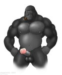 anthro balls black_balls cigar cigar_in_mouth erection genitals glans humanoid_genitalia humanoid_penis male musclegut muscular muscular_anthro muscular_male nipples object_in_mouth pecs penis pink_glans pink_nipples red_eyes solo dispatched_(artist) gor_(tomcat) ape gorilla haplorhine mammal primate 2007