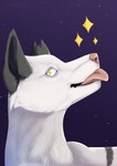 blep cosmic_background feral male solo sparkles star star_eyes starry_background tongue tongue_out zhekathewolf canid canine canis domestic_dog mammal 2021 bust_portrait hi_res portrait