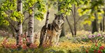 black_nose detailed_background feral flower forest fur grass grey_body grey_fur male outside plant quadruped solo tree yellow_eyes foxapm canid canine canis mammal wolf 2022 detailed