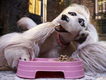 female puppet screencap solo unknown_artist british_broadcasting_corporation mongrels_(tv_series) destiny_(mongrels) afghan_hound canid canine canis domestic_dog hunting_dog mammal sighthound 4:3 grandfathered_content