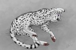 anatomically_correct anatomically_correct_genitalia animal_genitalia anus balls claws feline_genitalia feral fur genitals lying male markings on_ground on_side pawpads paws playful purple_eyes sheath smile solo spots spotted_body spotted_fur tail tail_anus white_body white_fur anchee cheetah felid feline mammal 2017 digital_drawing_(artwork) digital_media_(artwork) signature