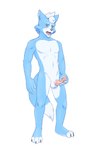 3_toes 5_fingers anthro balls belly black_nose blue_body blue_fur blush blush_lines claws dipstick_tail erection feet fingers fur furgonomics genitals glans green_eyes hair humanoid_genitalia humanoid_penis left-handed male markings masturbation multicolored_body nude nude_anthro nude_male open_mouth penis simple_background solo standing tail tail_markings teeth toe_claws toes tongue white_background white_belly white_body white_fur white_tail_tip kokoro-tokoro nintendo star_fox marcus_mccloud canid canine canis fox mammal hi_res