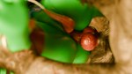 anal anal_orgasm anal_penetration animal_genitalia animal_penis anthro anus balls bodily_fluids butt canine_genitalia canine_penis cum cum_on_self cumshot duo ejaculation erection fur furniture genital_fluids genitals gynomorph hands-free intersex knot knotted_penis male male_penetrating maleherm nude orgasm outside penetration penis picnic_table sex table tail tapering_penis vein skarrfox_(artist) mythology kroxigor_(vulgarvictor) skarrfox canid canine crocodilian kroxigor mammal mythological_canine mythological_creature reptile scalie werecanid werecanine werecreature werewolf 16:9 3d_(artwork) blender_(artwork) digital_media_(artwork) hi_res widescreen