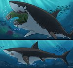 ambiguous_gender belly big_belly black_body bulge duo feral feral_pred feral_prey green_body green_skin male oral_vore underwater vore water white_belly white_body mightyraptor dinosaur dromaeosaurid fish mackerel_shark marine megalodon prehistoric_species reptile scalie shark theropod 2018 comic