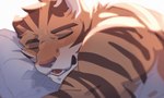blush felid feline hachi_duchi light male mammal pantherine simple_background sleeping solo sunlight tiger